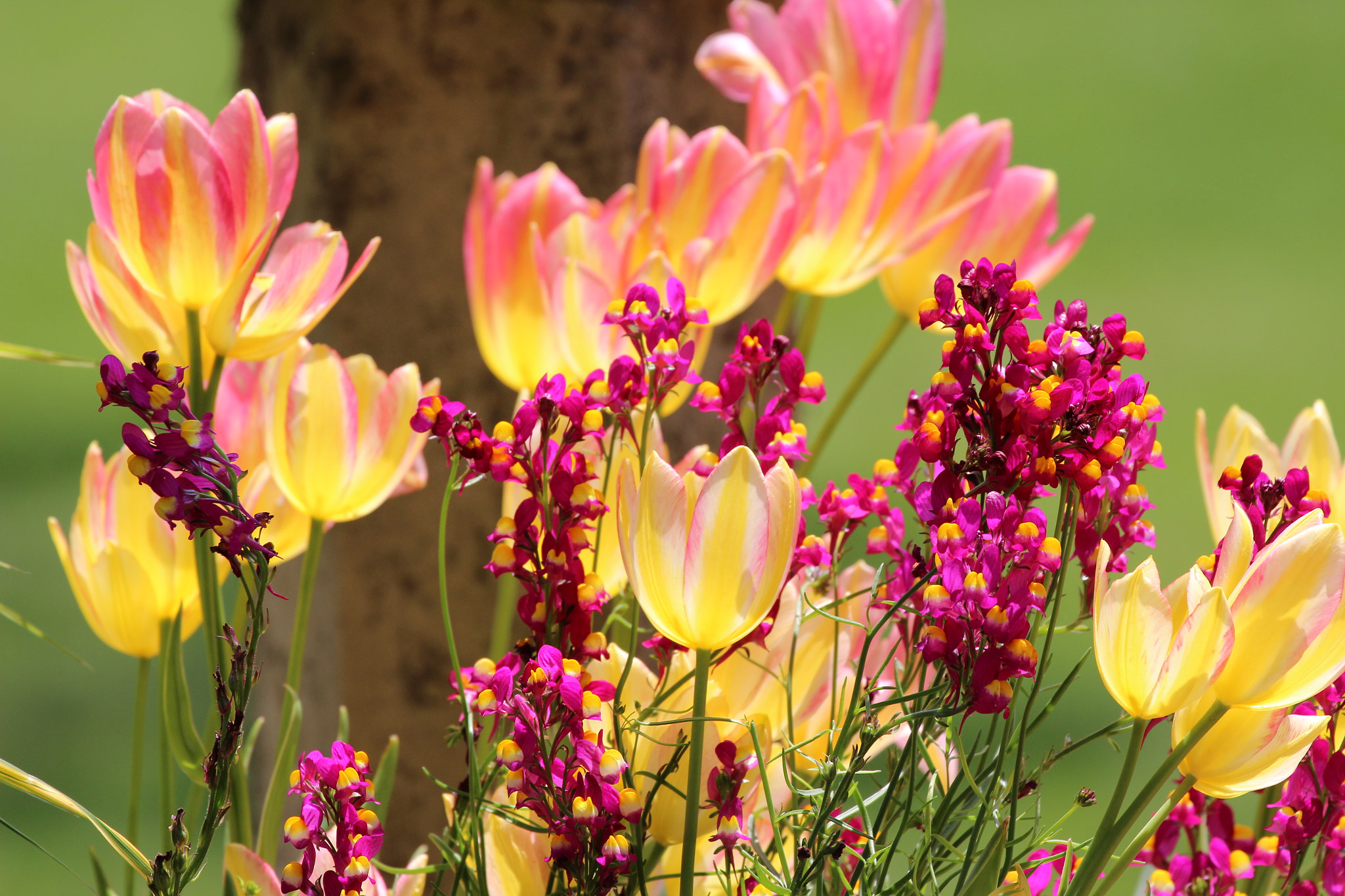 Canon EF 70-300mm F4-5.6L IS USM sample photo