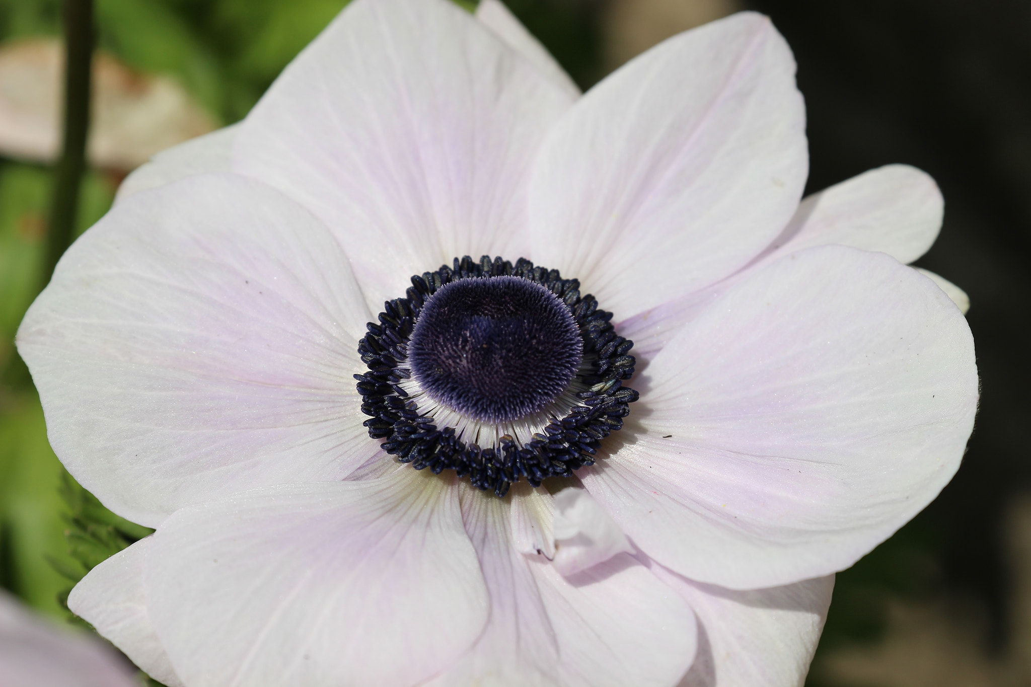 Canon EOS 600D (Rebel EOS T3i / EOS Kiss X5) + Canon EF 70-300mm F4-5.6L IS USM sample photo. Anemone photography