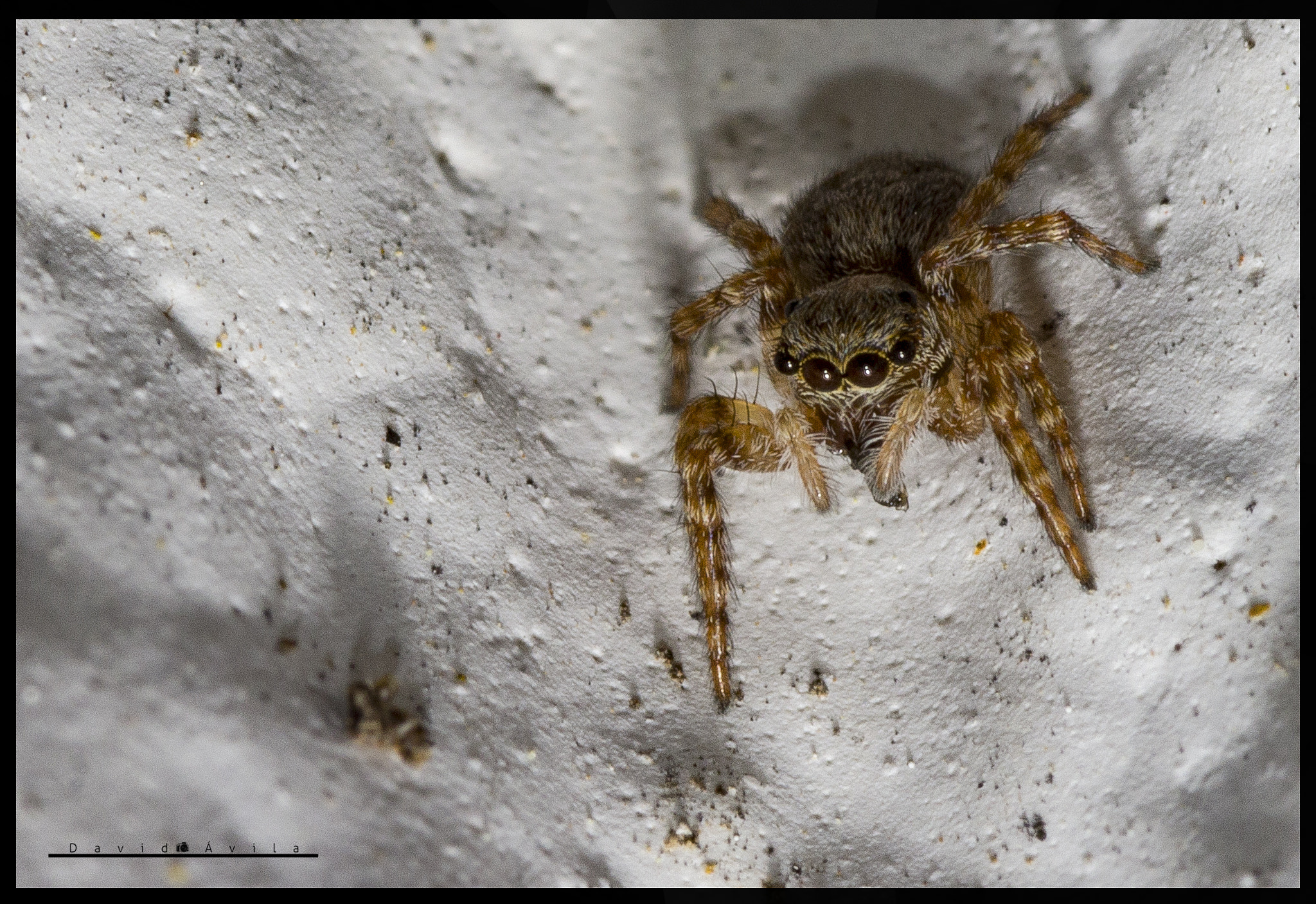 Sigma 105mm F2.8 EX DG Macro sample photo. Araña photography