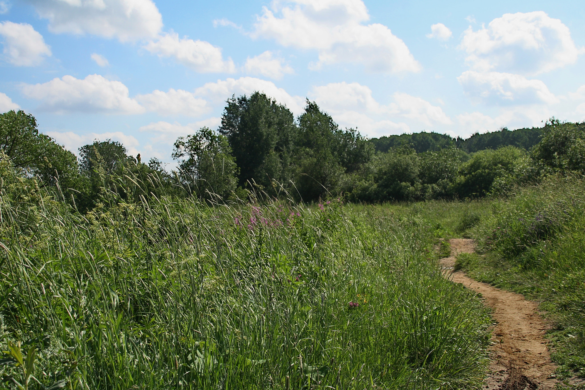Canon EOS 1000D (EOS Digital Rebel XS / EOS Kiss F) sample photo. Summer day photography