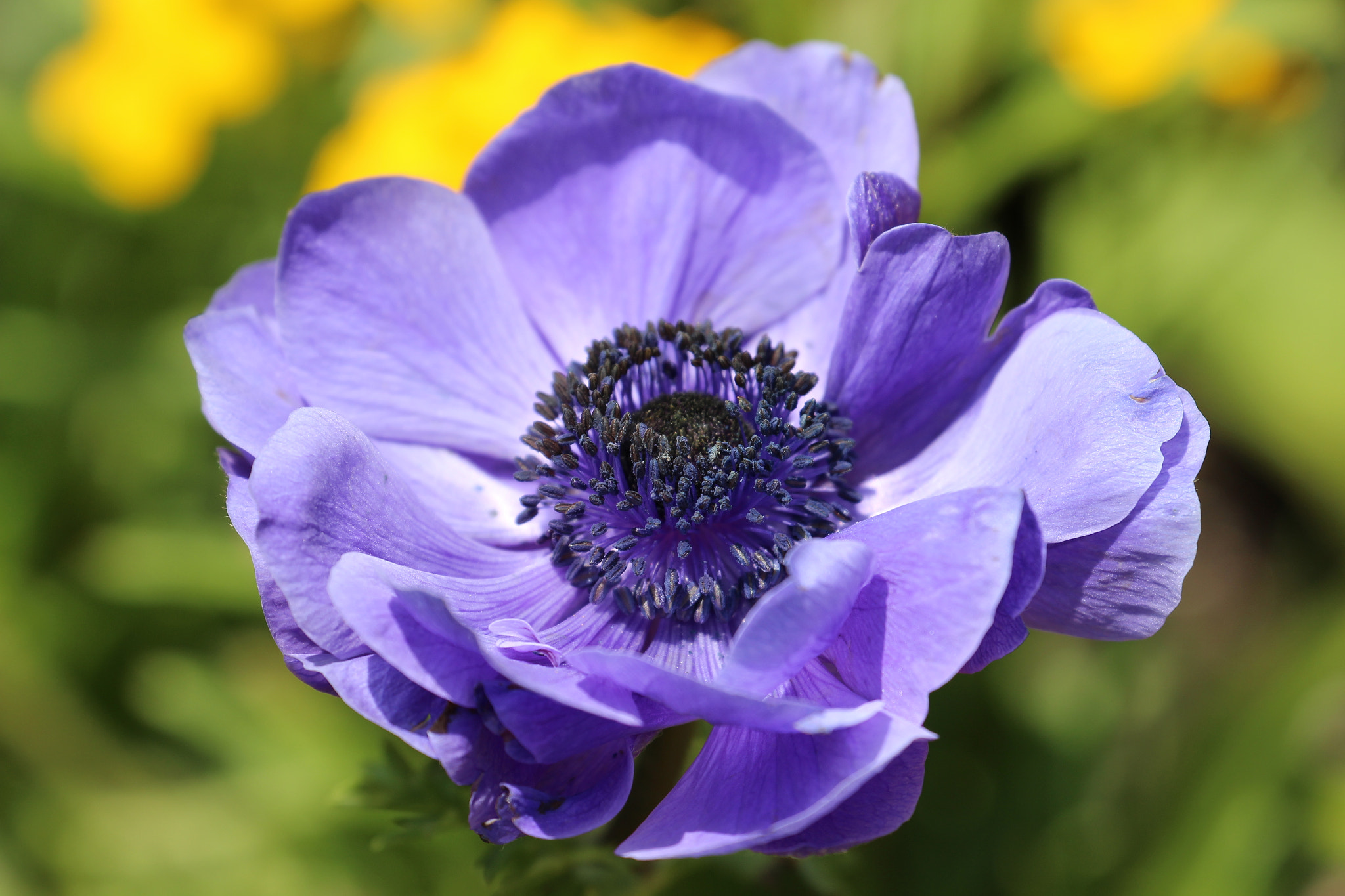 Canon EF 70-300mm F4-5.6L IS USM sample photo