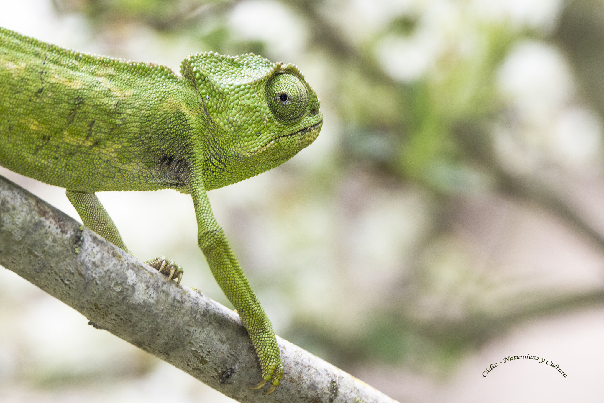 Tamron SP 150-600mm F5-6.3 Di VC USD sample photo. Diga  p  a  t  a  t  a  ♪♫ photography