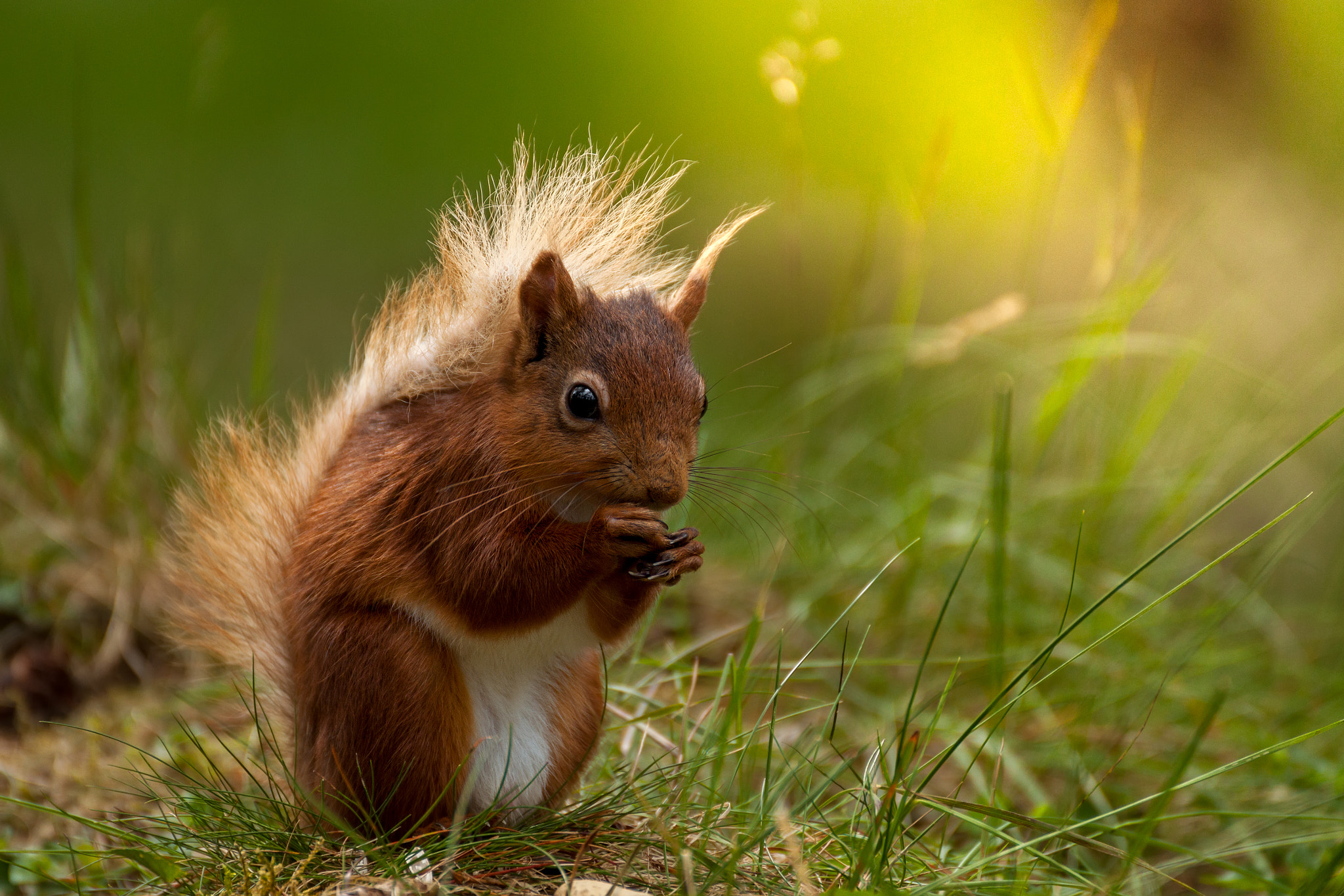 Tamron SP 35mm F1.8 Di VC USD sample photo. Red squirrel photography