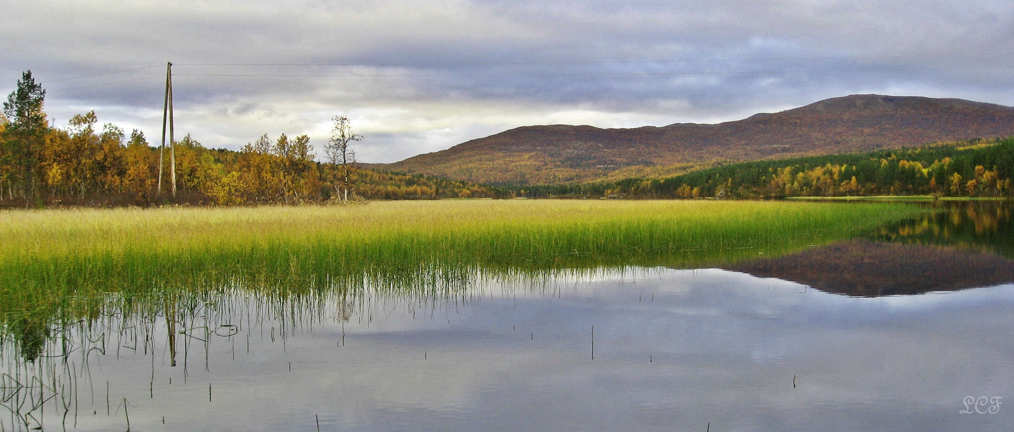 Canon DIGITAL IXUS 800 IS sample photo. Reeds in water...  photography