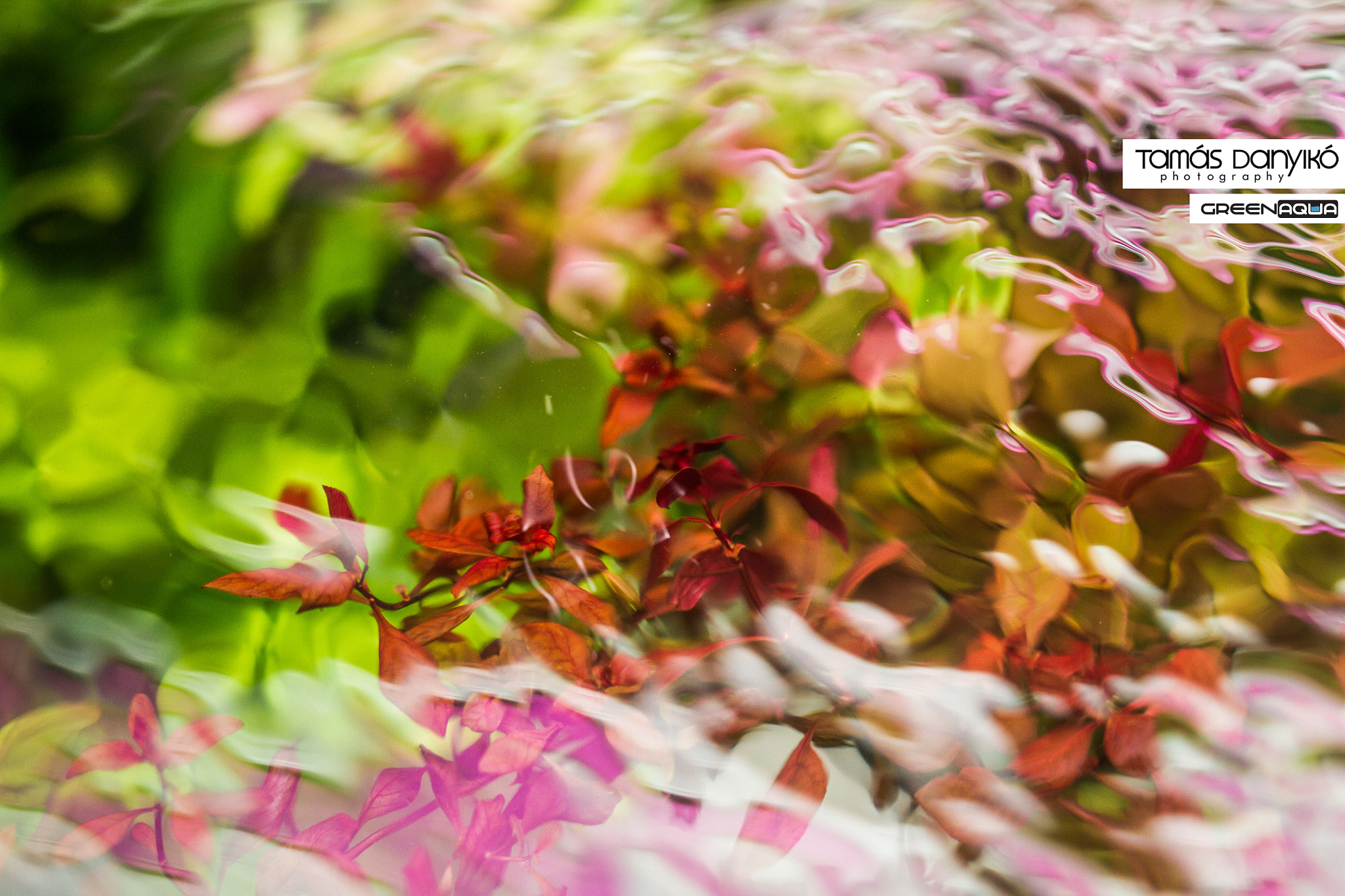 Sigma 24mm F1.4 DG HSM Art sample photo. Colorful water photography