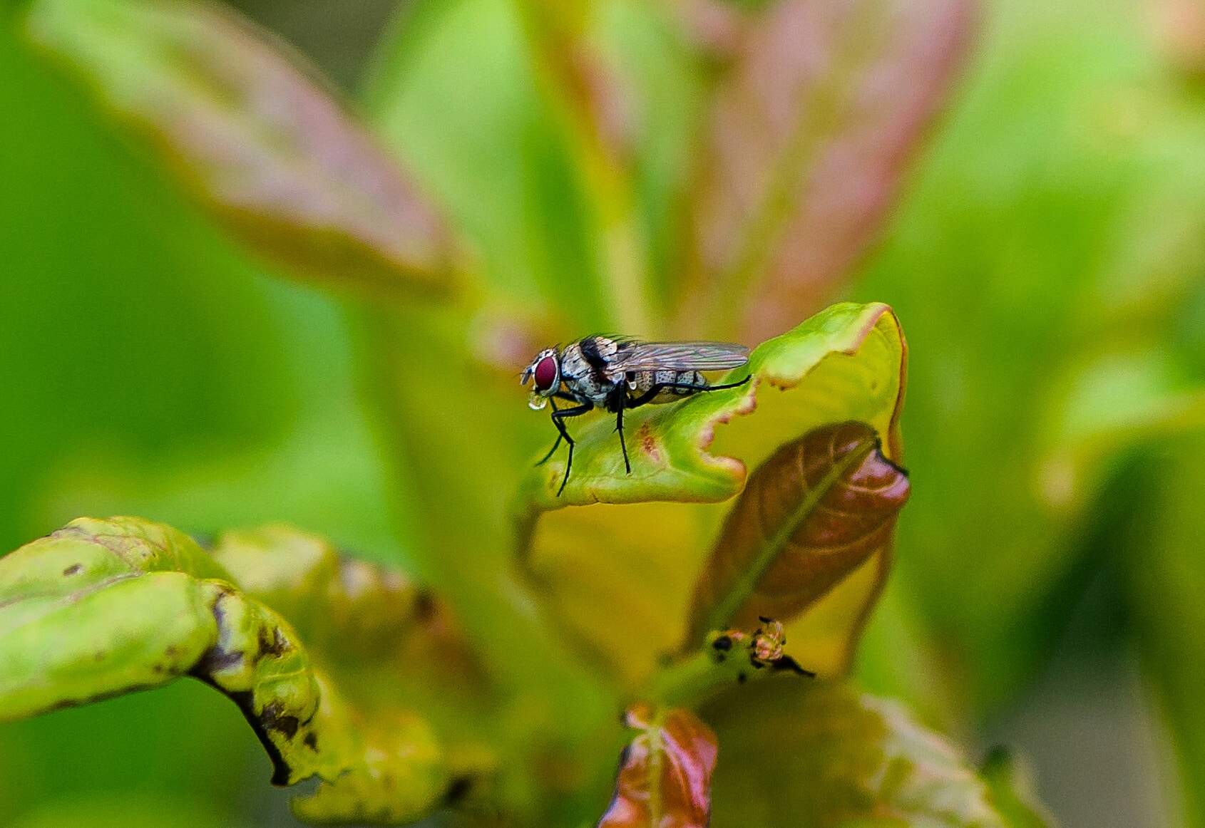 Panasonic Lumix G 42.5mm F1.7 ASPH Power OIS sample photo. Bzzzz photography