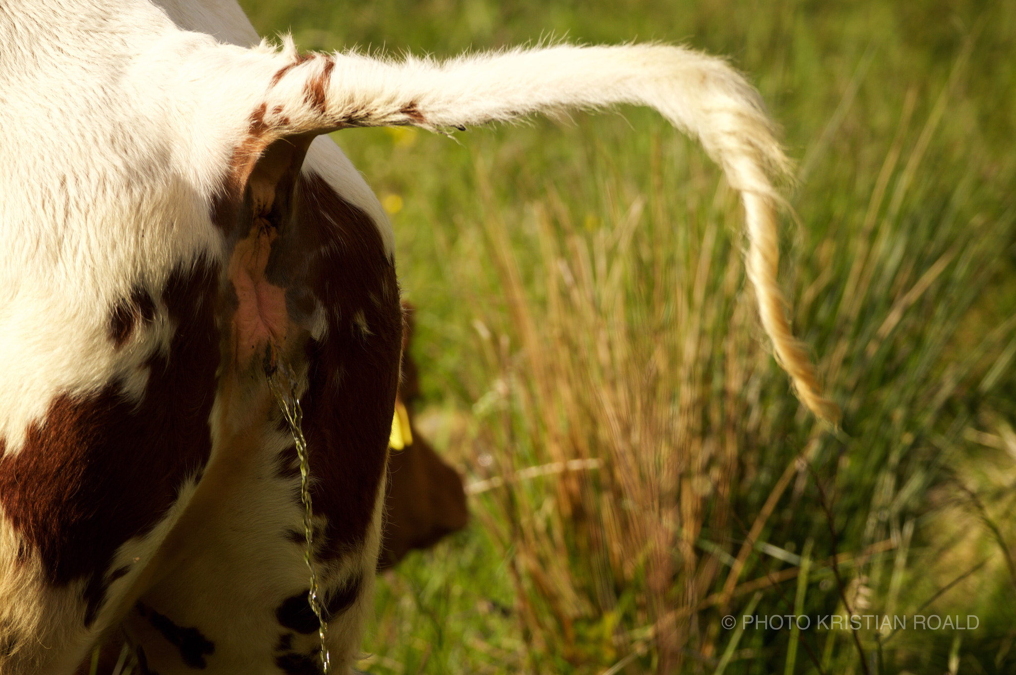 Sony 70-300mm F4.5-5.6 G SSM sample photo. Back to nature photography