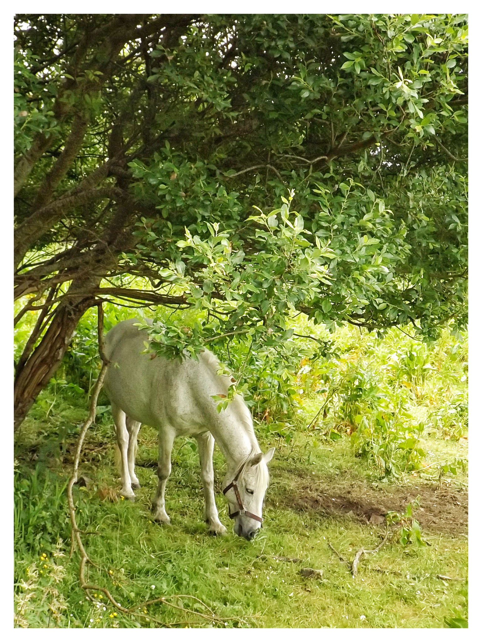 Fujifilm FinePix S4700 sample photo. Horse by the tree. photography