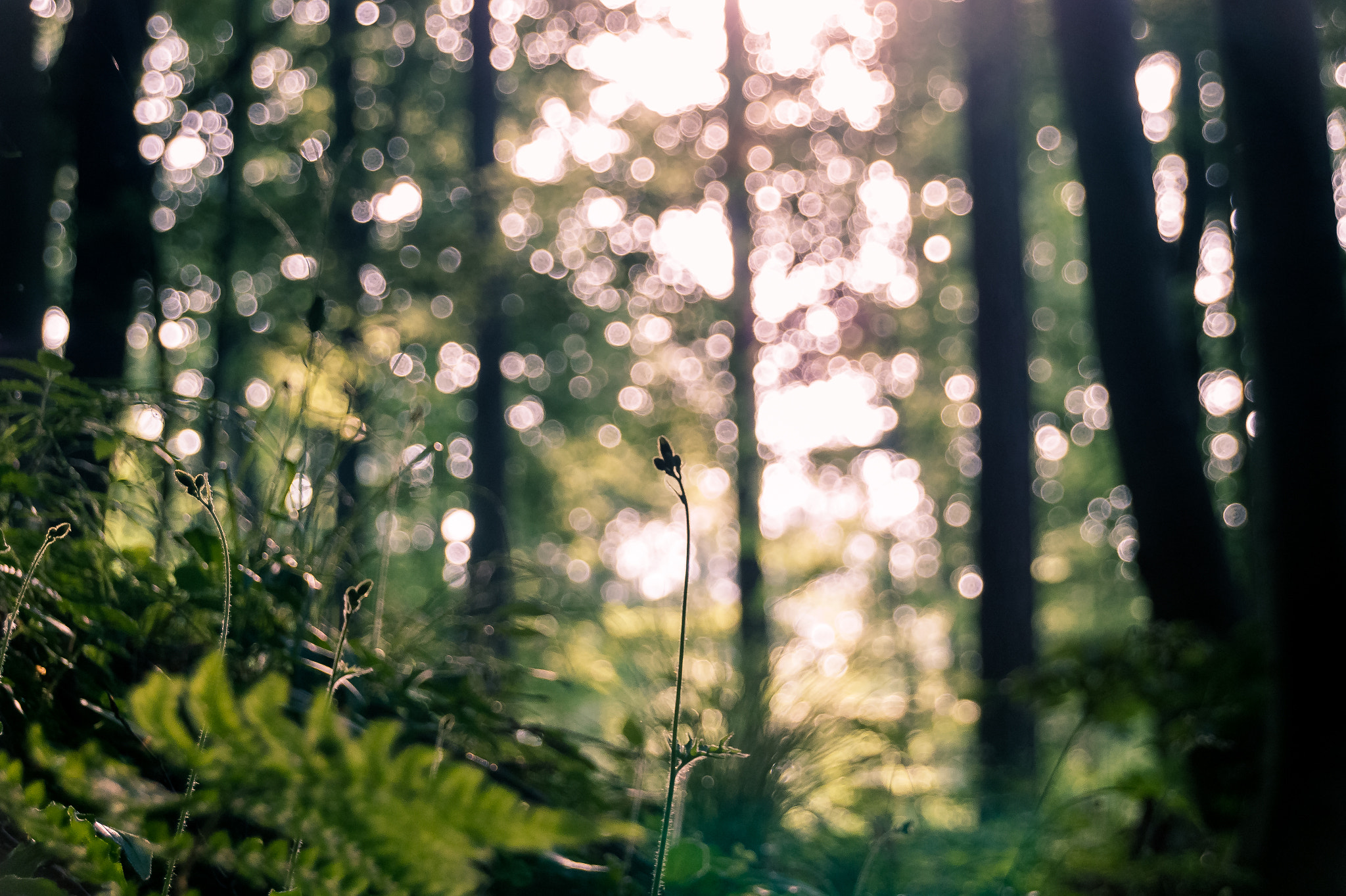 Sony SLT-A58 + Tamron AF 28-105mm F4-5.6 [IF] sample photo. Forest photography