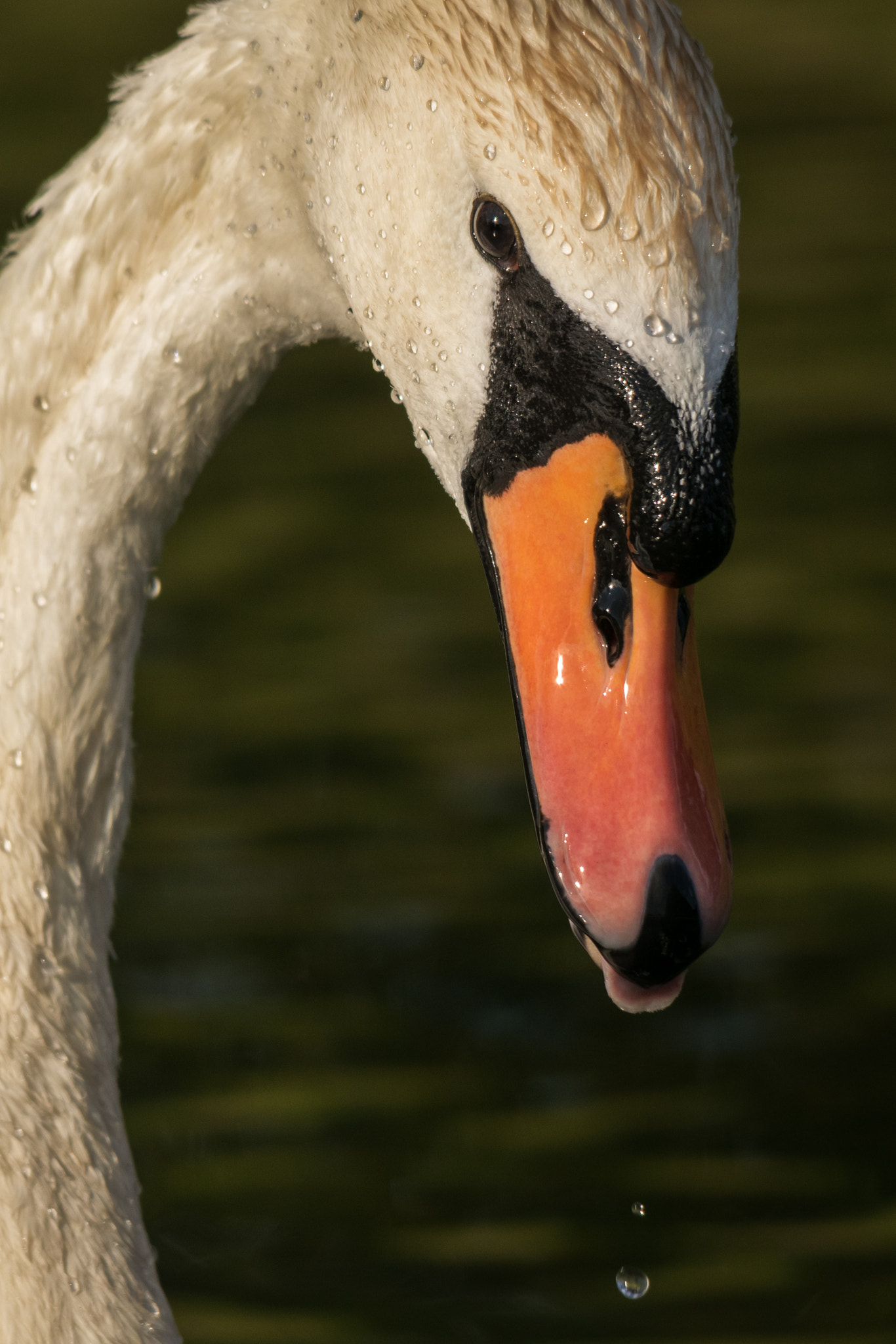 Sigma 150-500mm F5-6.3 DG OS HSM sample photo. Sticking out her tongue... photography