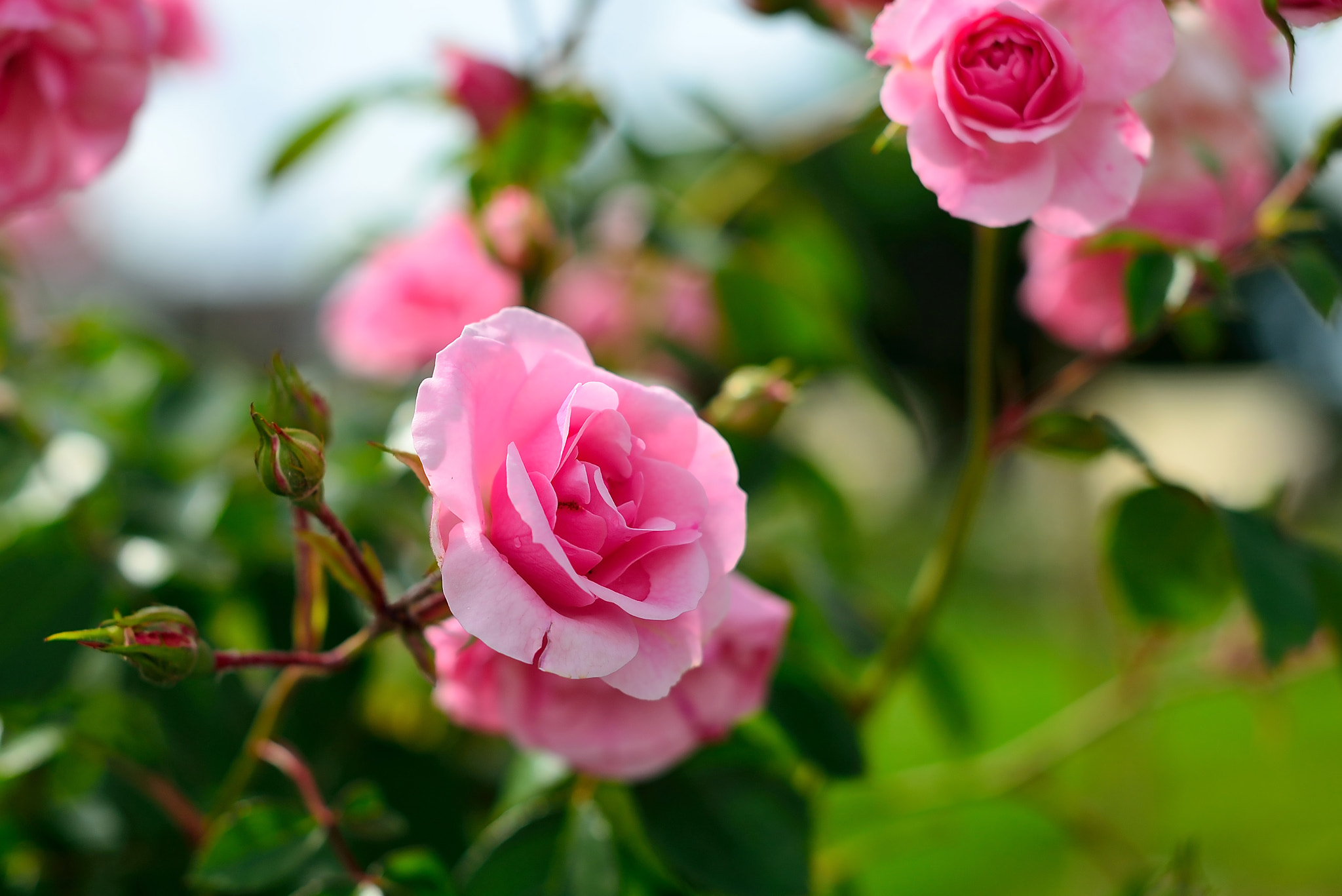 Nikon D600 + Sigma 50mm F1.4 EX DG HSM sample photo. Roses photography