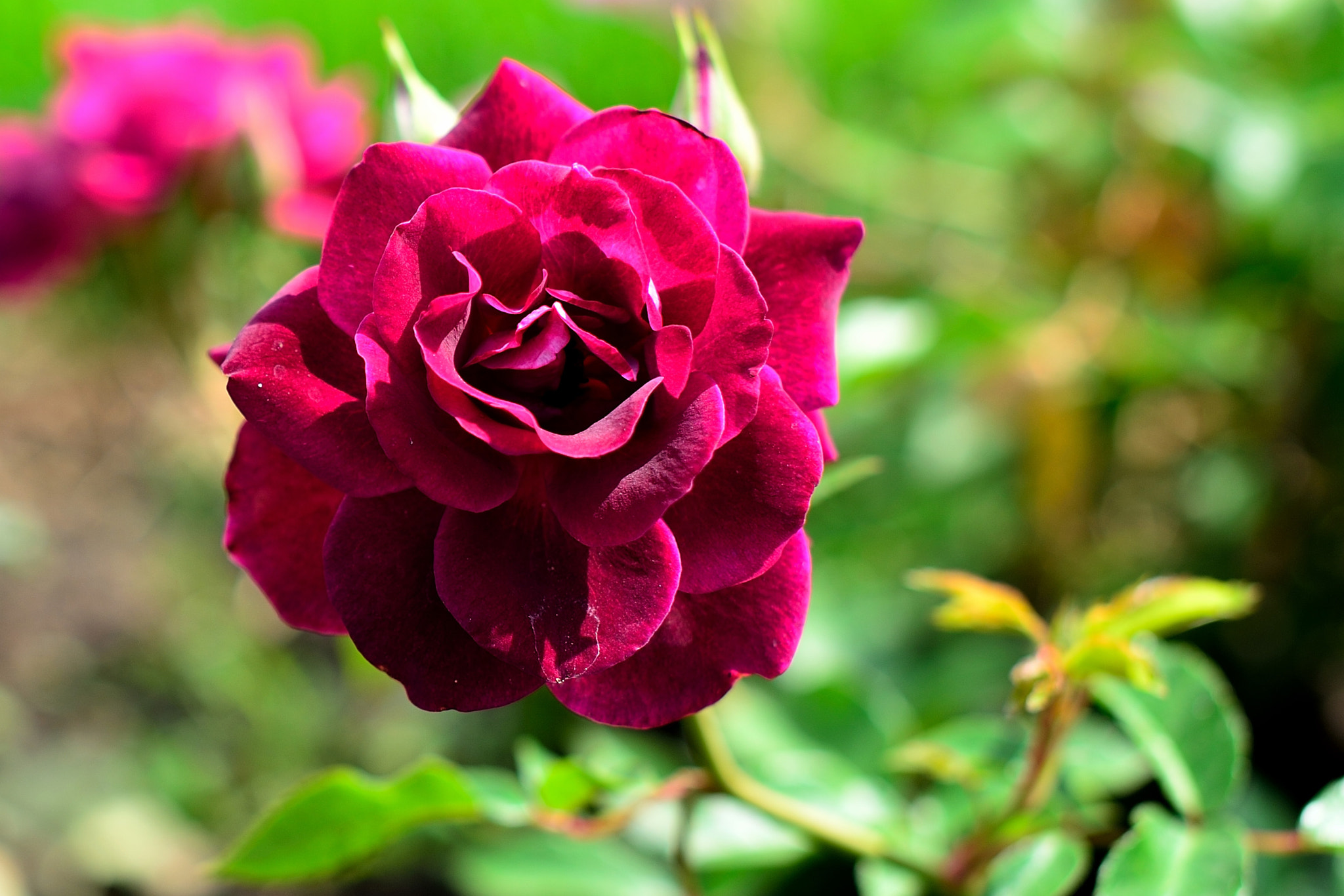 Nikon D600 + Sigma 50mm F1.4 EX DG HSM sample photo. Purple rose photography