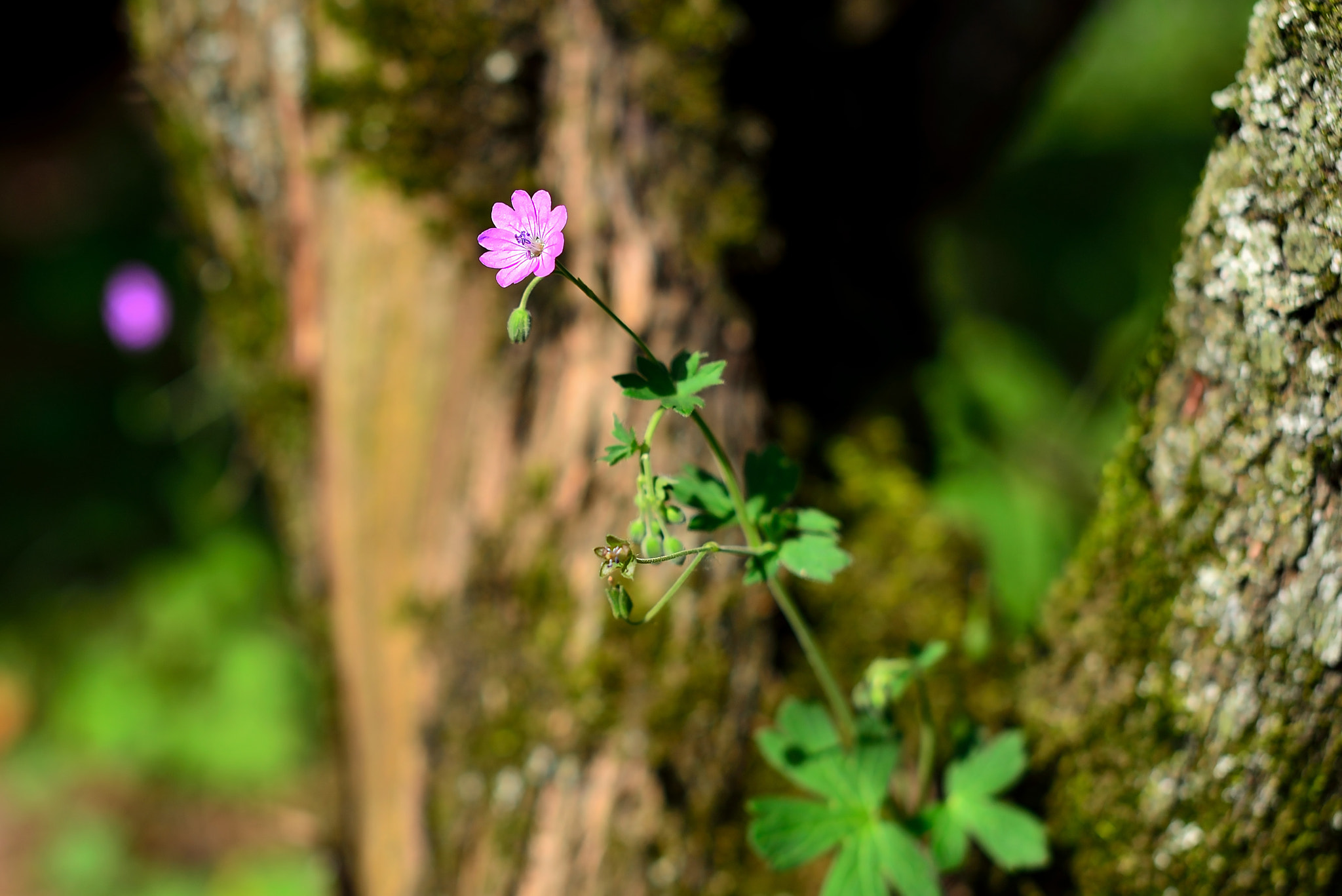 Nikon D600 + Sigma 50mm F1.4 EX DG HSM sample photo. Forest flower photography