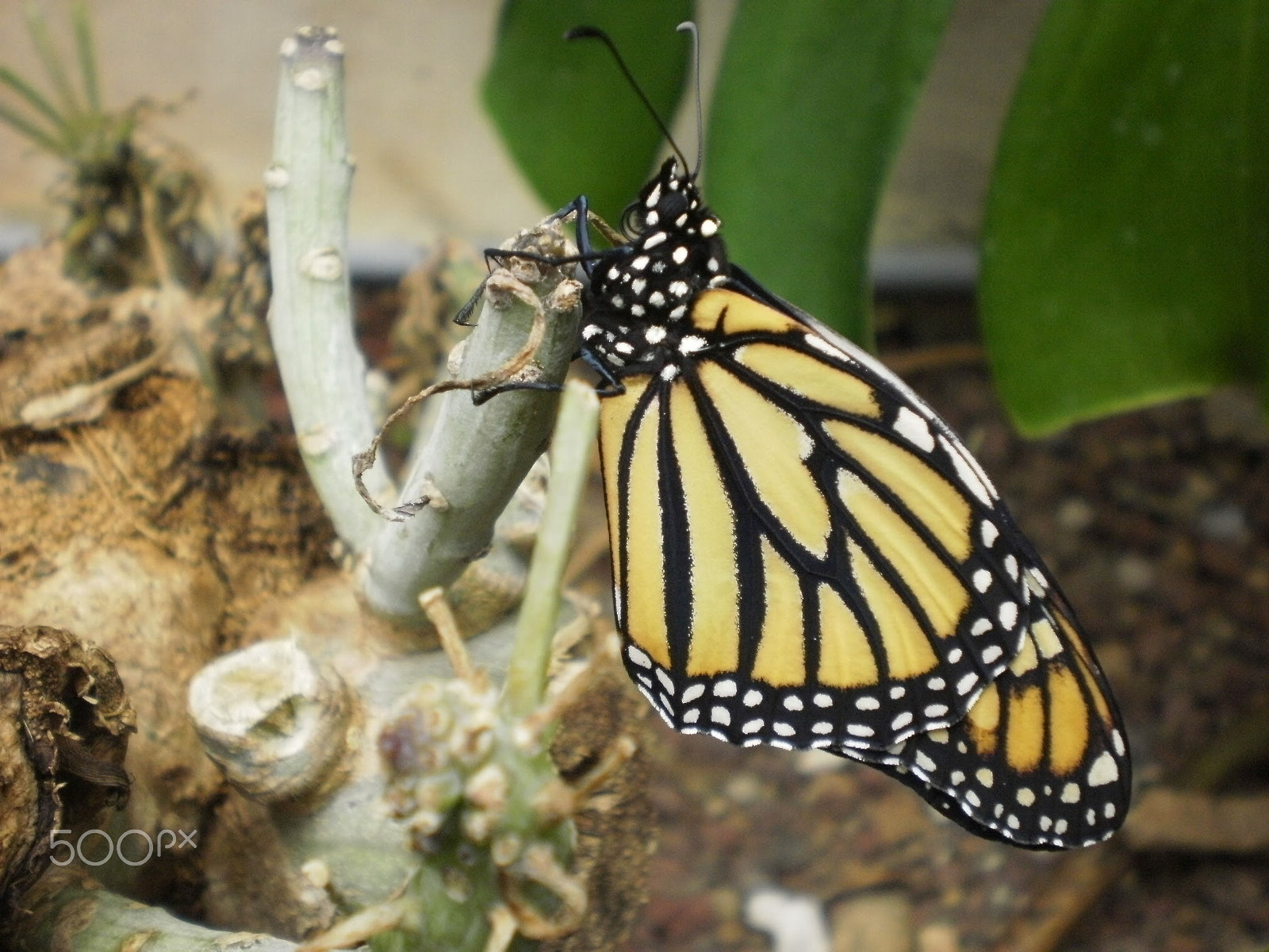 Olympus FE26,X21 sample photo. Monarch photography