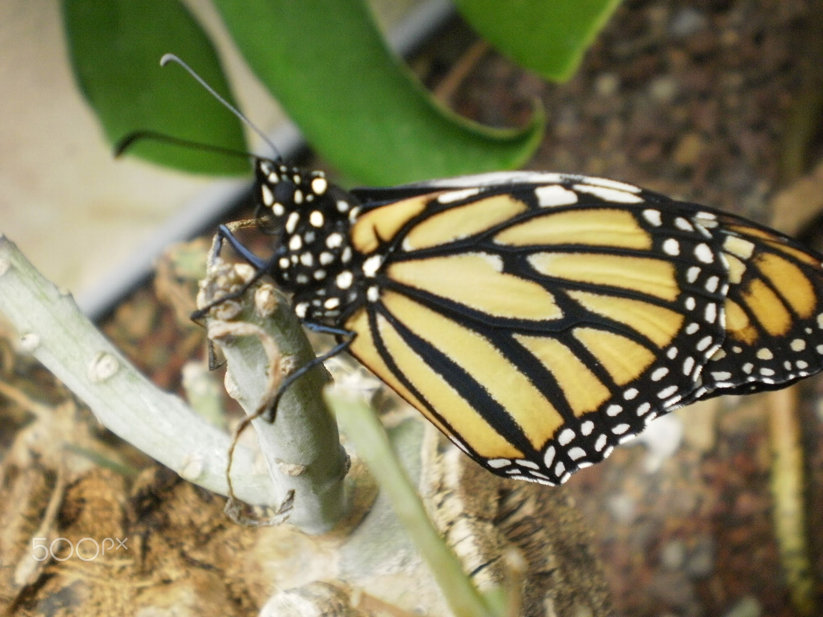 Olympus FE26,X21 sample photo. Butterfly monarch photography