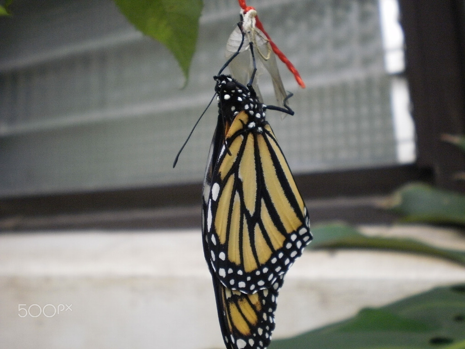 Olympus FE26,X21 sample photo. Butterfly photography