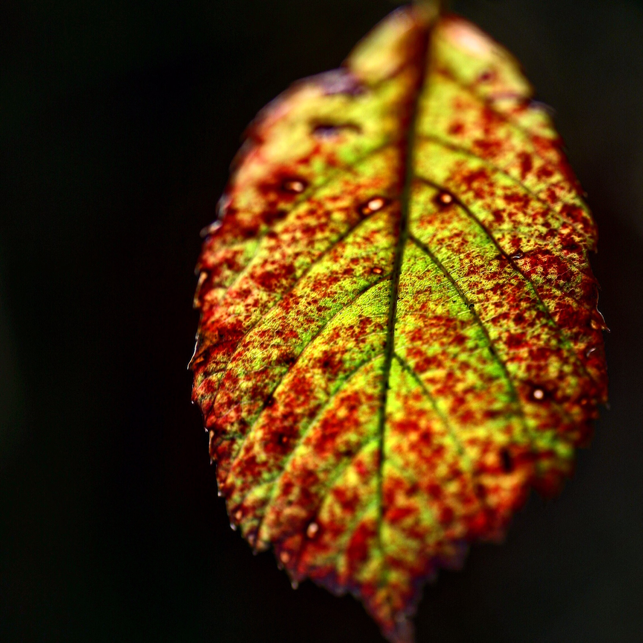 Canon EOS 5D + Tamron SP AF 90mm F2.8 Di Macro sample photo. Leaf photography