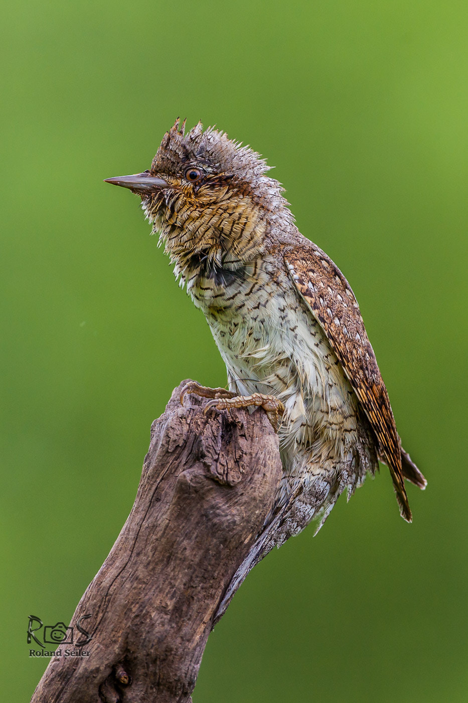Canon EF 500mm F4L IS USM sample photo. Wendehals aufgeplustert photography