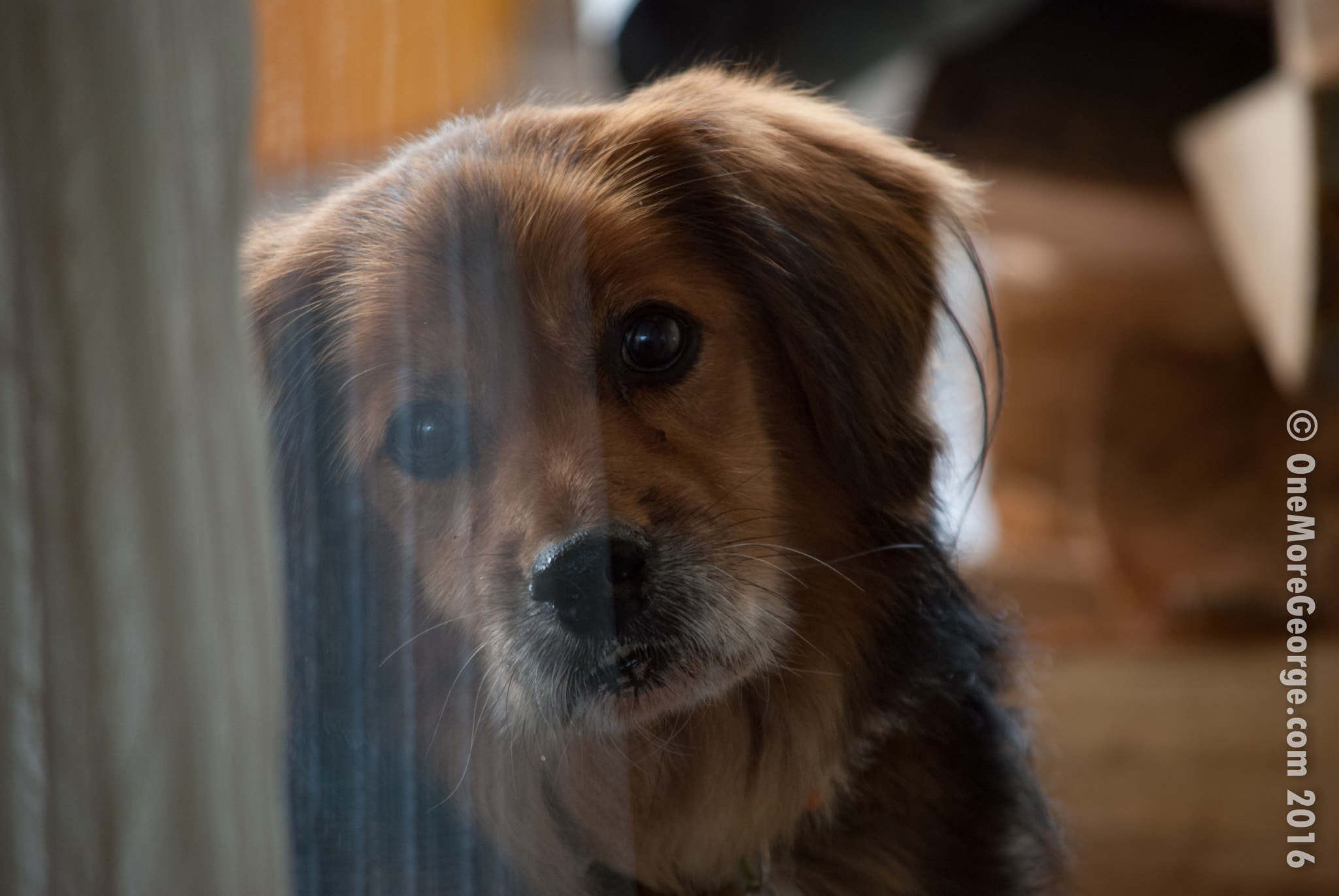Nikon D40X sample photo. The curtain photography