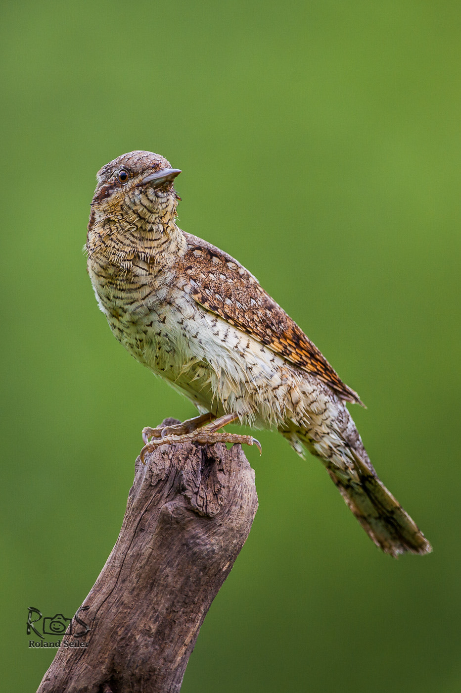 Canon EF 500mm F4L IS USM sample photo. Wendehals auf ausschau photography