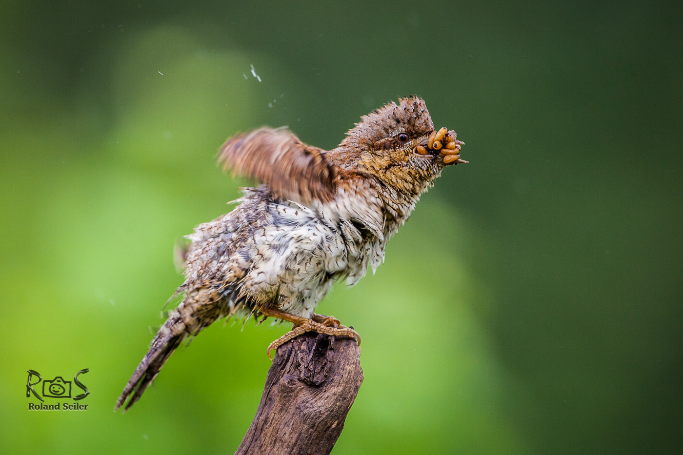 Canon EF 500mm F4L IS USM sample photo. Wendehals mit futter photography