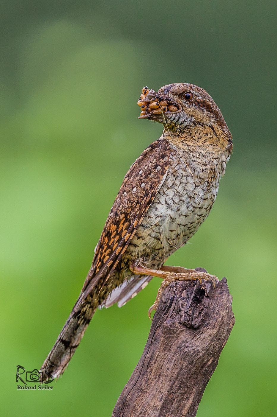 Canon EF 500mm F4L IS USM sample photo. Wendehals photography