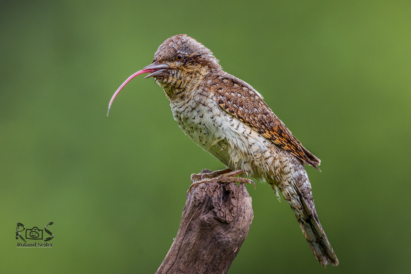 Canon EF 500mm F4L IS USM sample photo. Wendehals mit seiner klebrigen zunge photography