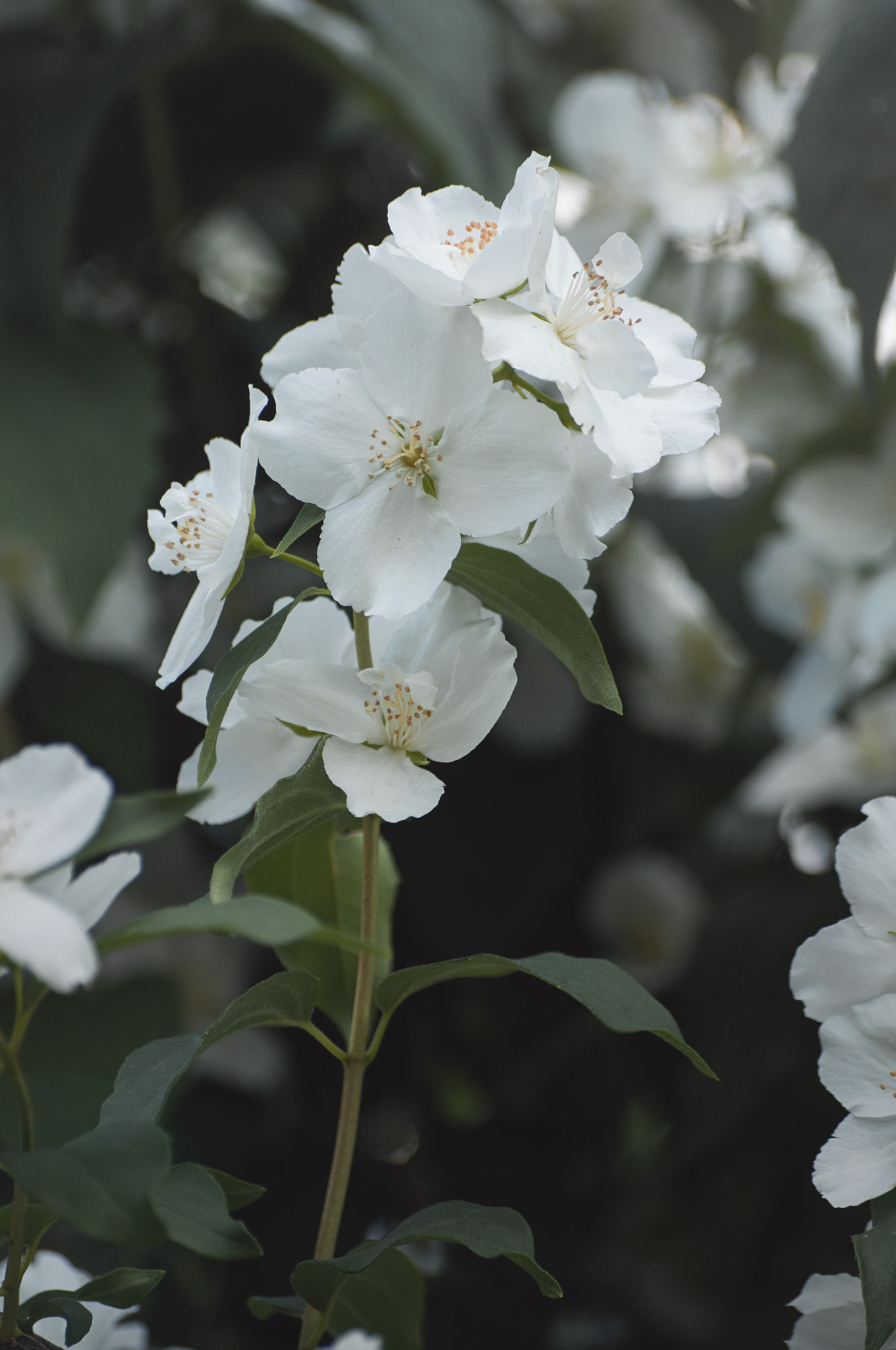 Sigma 70-300mm F4-5.6 APO DG Macro sample photo. White photography