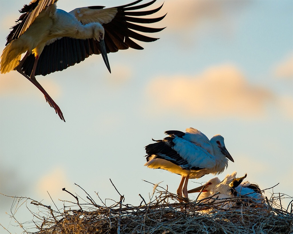 Nikon AF-S Nikkor 600mm F4G ED VR sample photo. Oriental white stork family photography