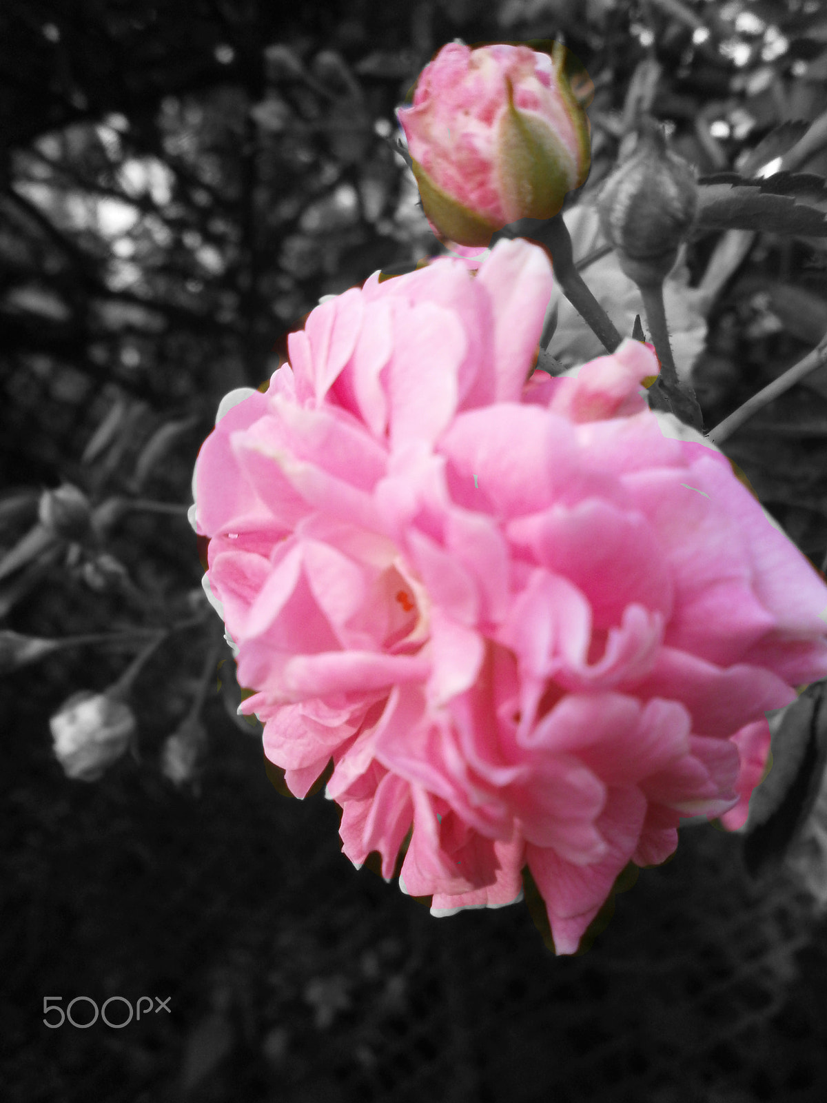 Olympus VG150,D735 sample photo. 2 roses photography