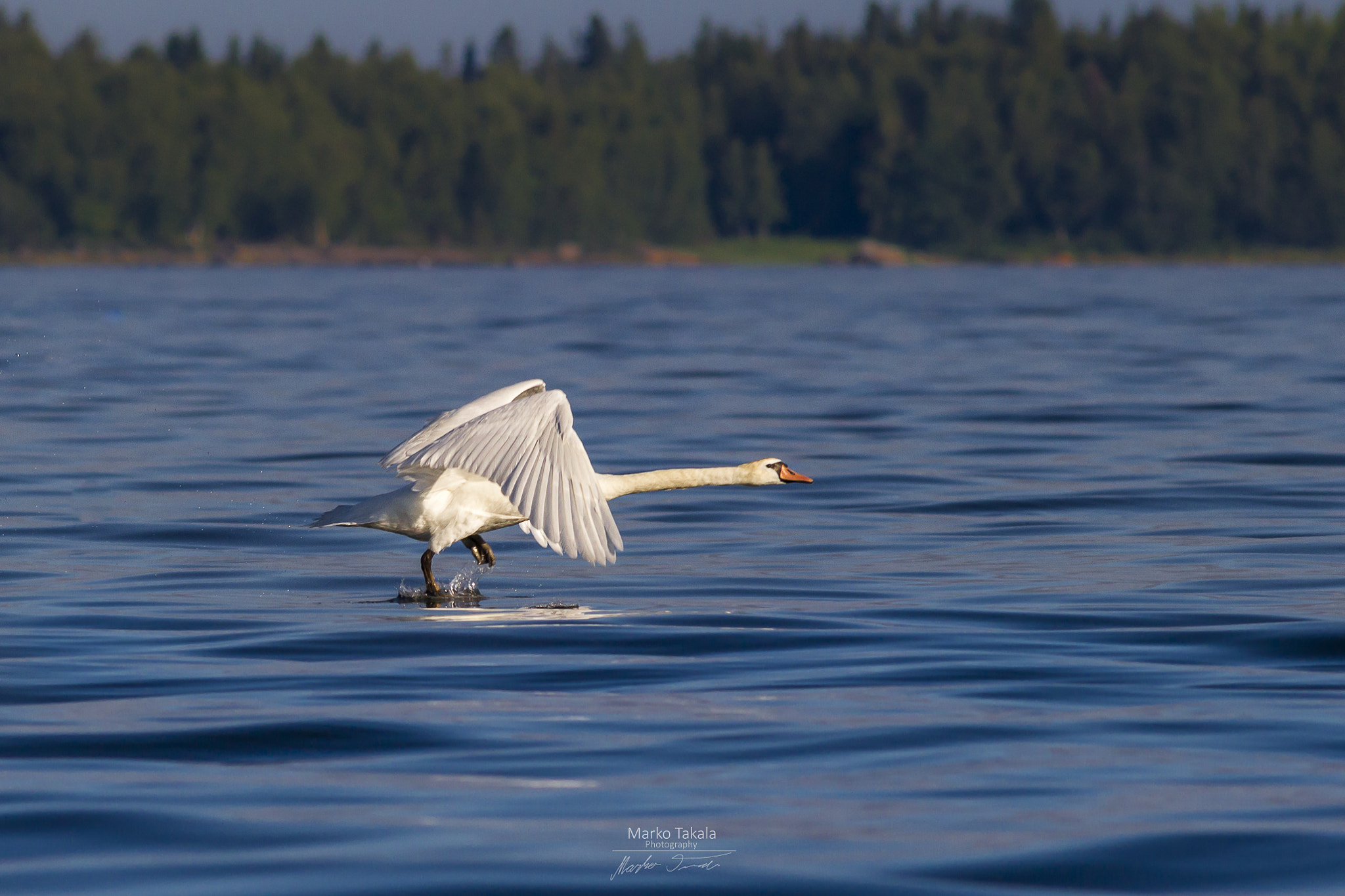 Canon EOS 7D + Canon EF 400mm F5.6L USM sample photo. Walking on water photography