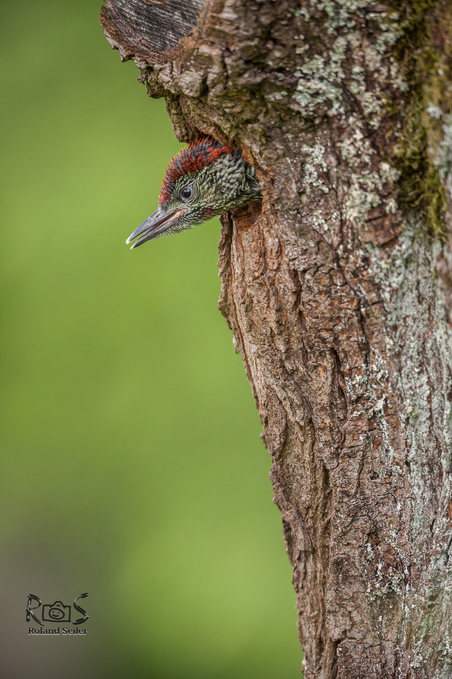 Canon EF 500mm F4L IS USM sample photo. Kleiner grünspecht photography