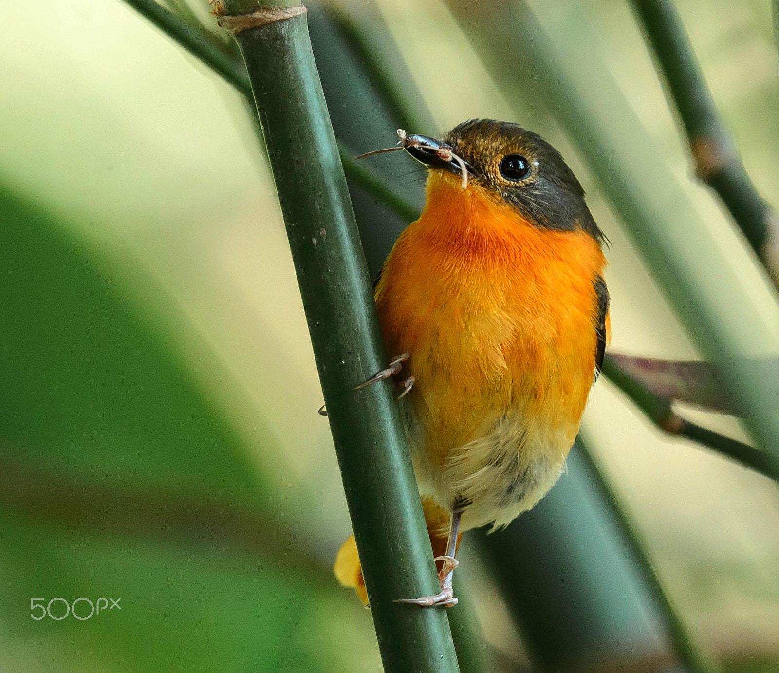 Nikon AF-S Nikkor 600mm F4E FL ED VR sample photo. Black n orange fly catcher photography