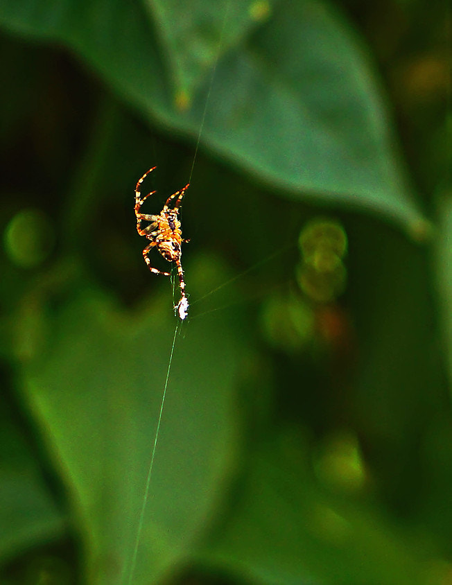 Sony Alpha a3000 sample photo. Tiny threads photography