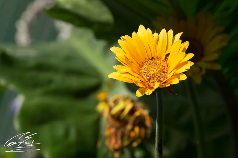 Canon EOS 650D (EOS Rebel T4i / EOS Kiss X6i) + Tamron SP 70-300mm F4-5.6 Di VC USD sample photo. Yellow home photography