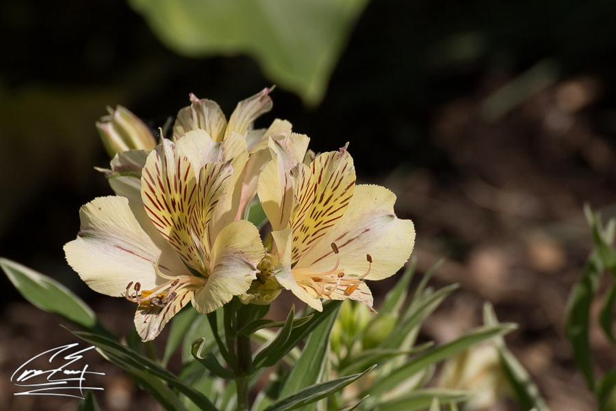 Canon EOS 650D (EOS Rebel T4i / EOS Kiss X6i) sample photo. Freckled flowers photography