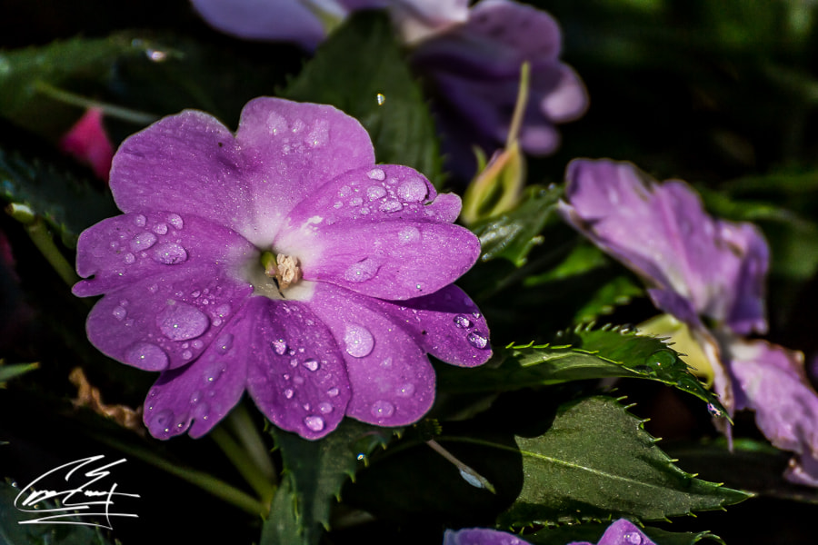 Canon EOS 650D (EOS Rebel T4i / EOS Kiss X6i) sample photo. Purple rain photography