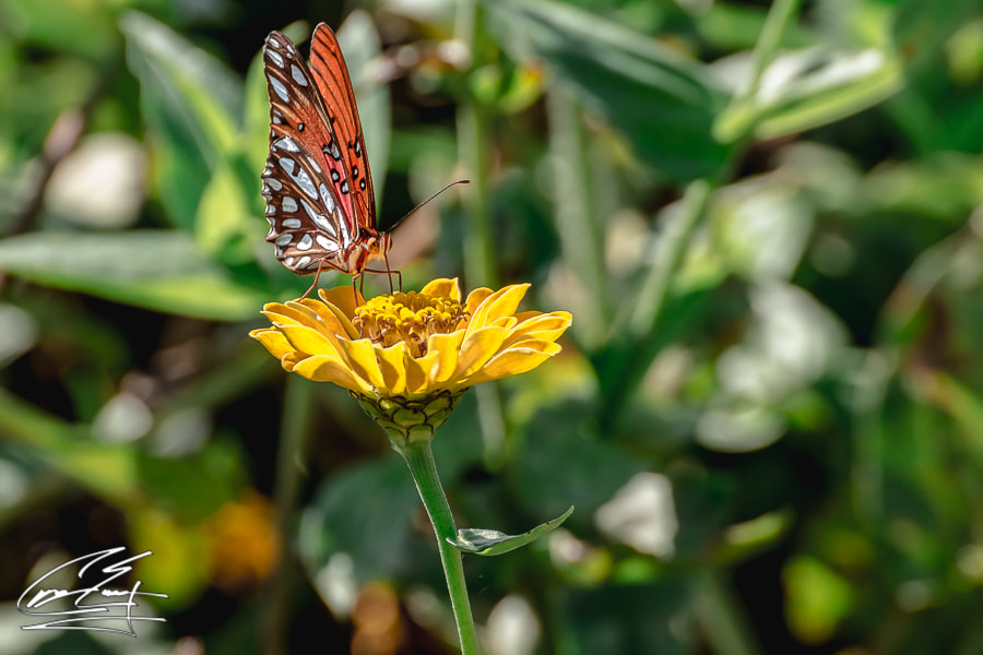 Canon EOS 650D (EOS Rebel T4i / EOS Kiss X6i) sample photo. Drive thru lunch photography