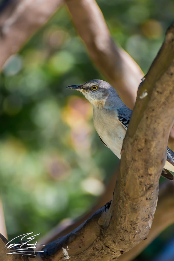 Canon EOS 650D (EOS Rebel T4i / EOS Kiss X6i) sample photo. Ready to fly photography
