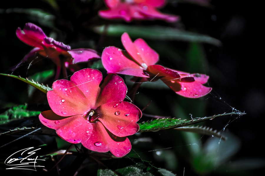 Canon EOS 650D (EOS Rebel T4i / EOS Kiss X6i) sample photo. Orange creamy center photography