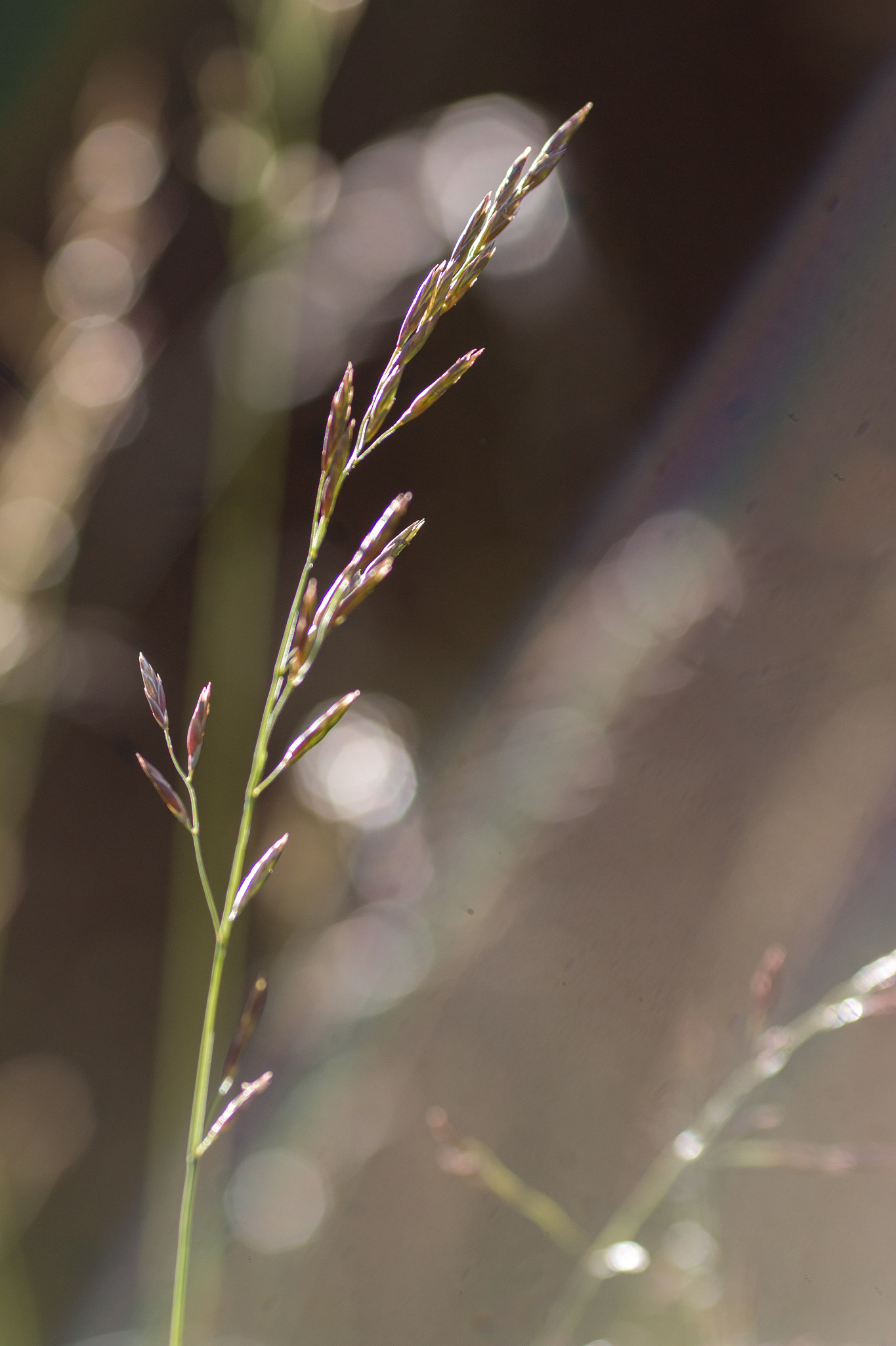 Canon EOS 70D + Canon EF 135mm F2L USM sample photo. Splendor in the grass i photography