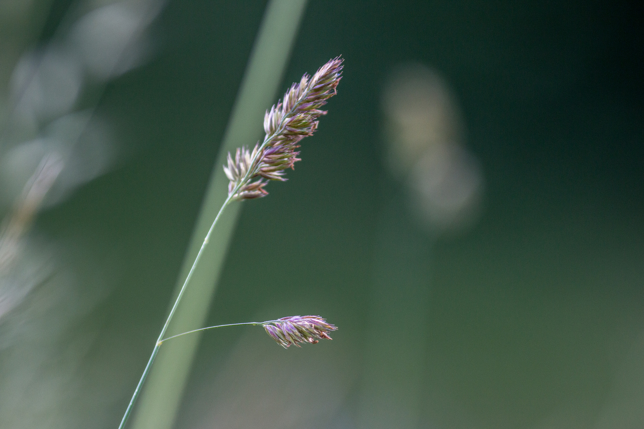 Canon EOS 70D + Canon EF 135mm F2L USM sample photo. Splendor in the grass v photography