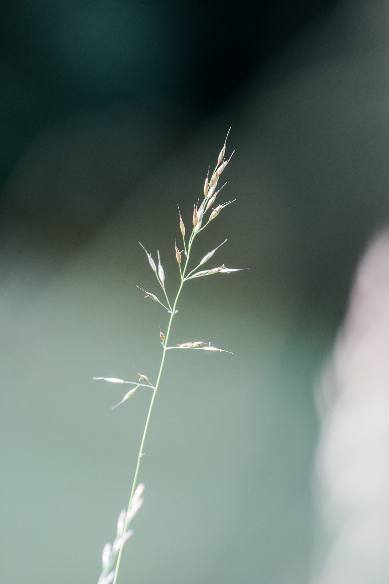 Canon EOS 70D + Canon EF 135mm F2L USM sample photo. Splendor in the grass ii photography