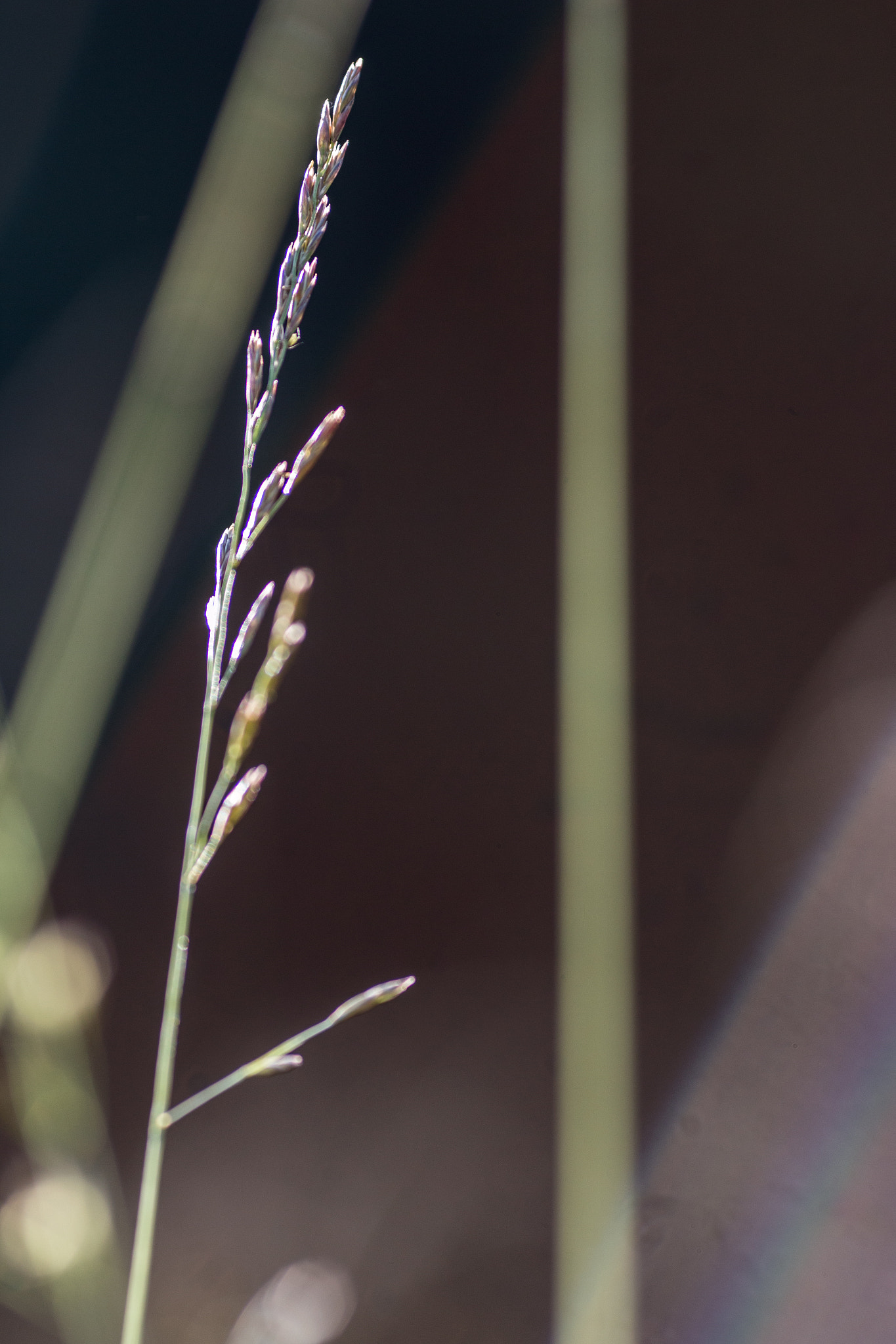 Canon EOS 70D + Canon EF 135mm F2L USM sample photo. Splendor in the grass iii photography