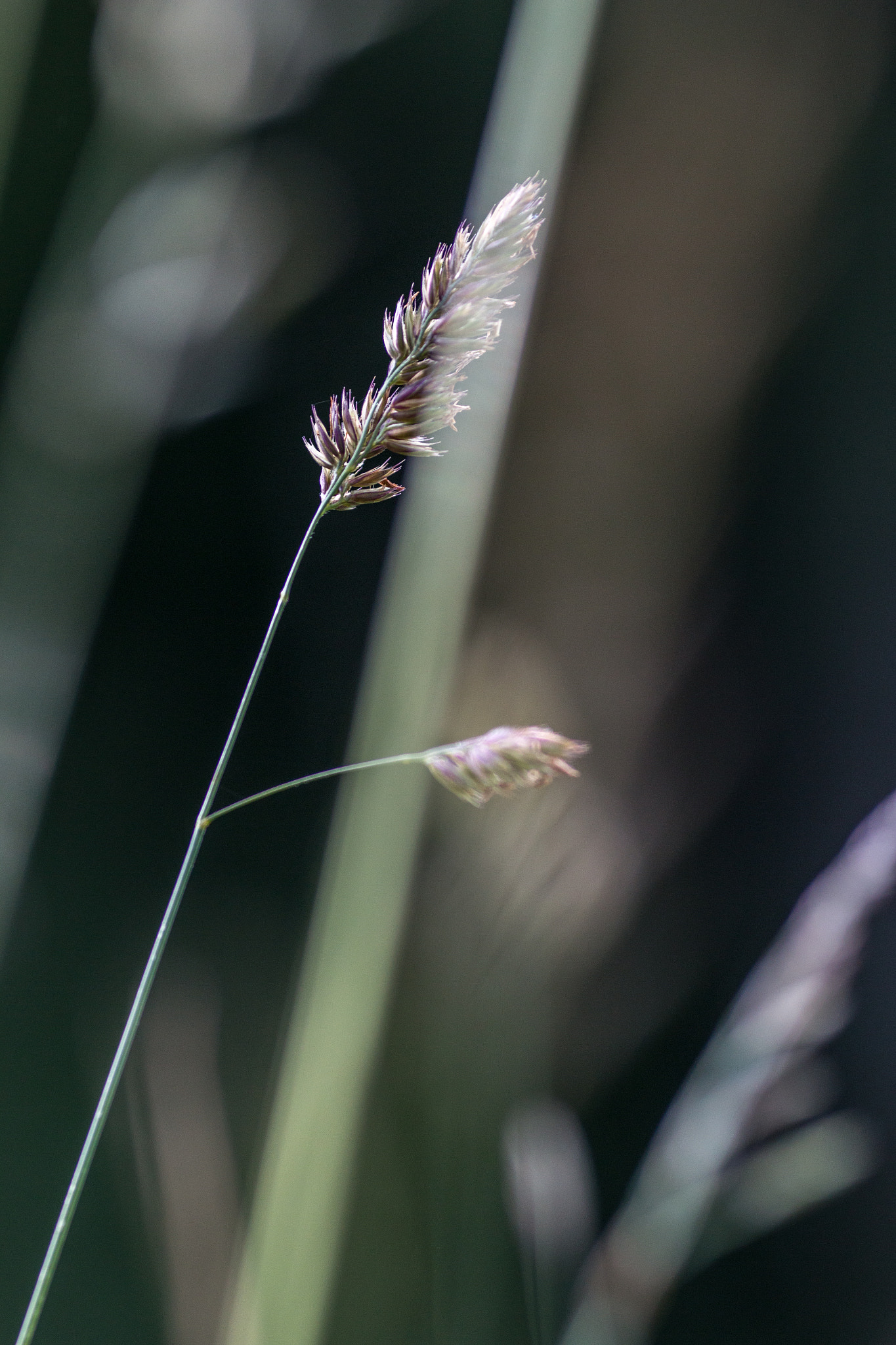 Canon EOS 70D + Canon EF 135mm F2L USM sample photo. Splendor in the grass iv photography