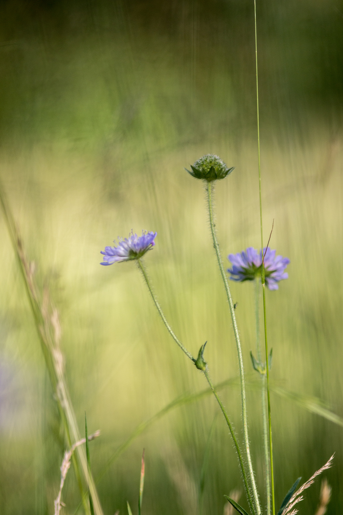 Canon EOS 70D + Canon EF 200mm F2.8L II USM sample photo. Splendor in the grass viii photography