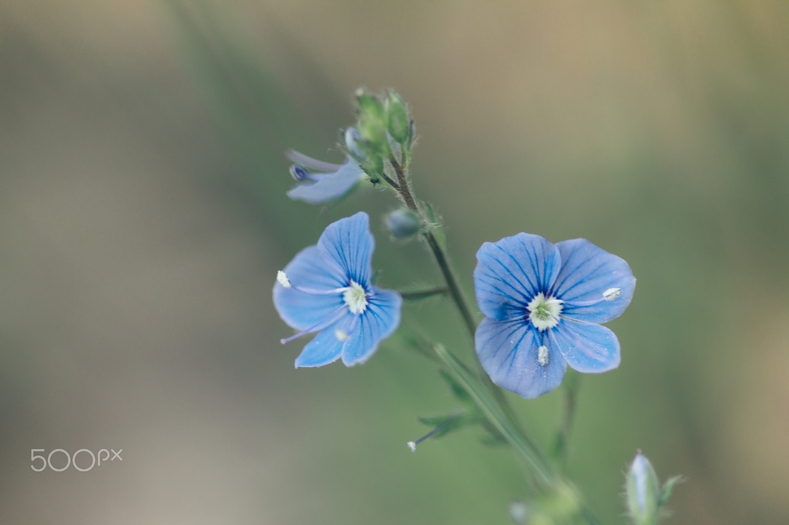 Canon EF 100mm F2.8 Macro USM sample photo. Blue flower photography