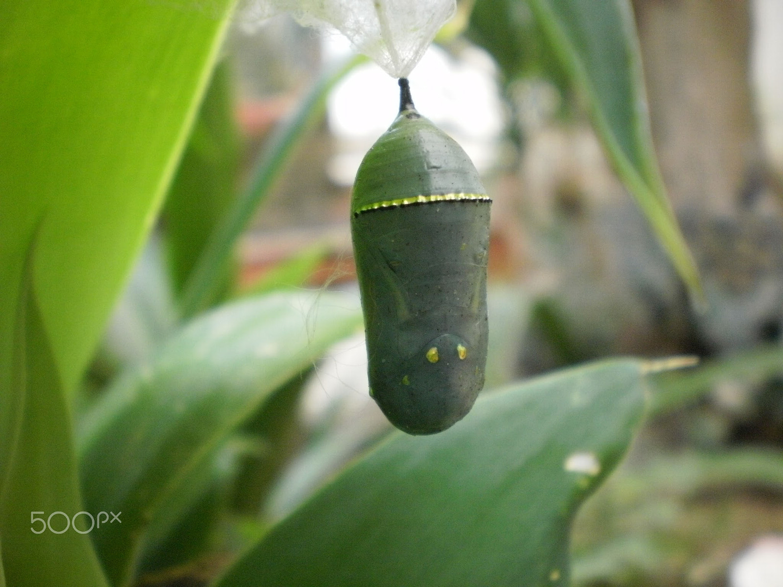 Olympus FE26,X21 sample photo. Butterfly photography