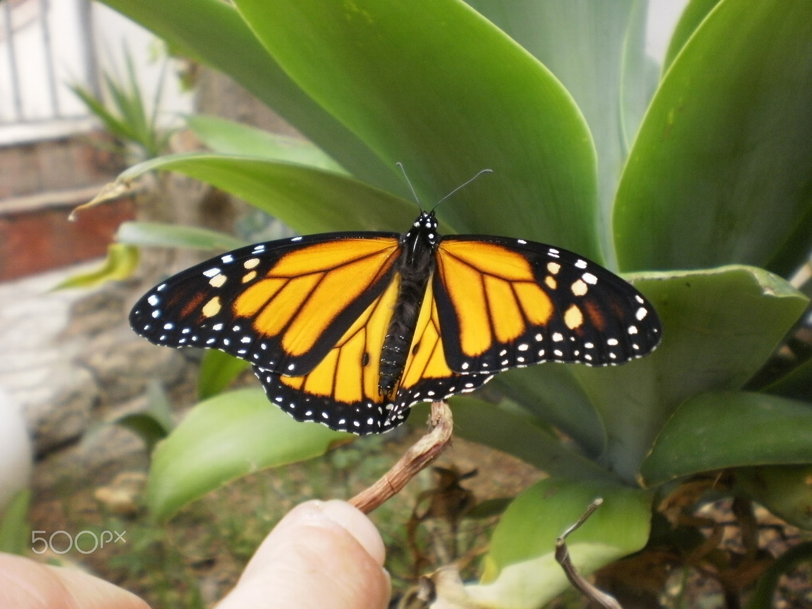 Olympus FE26,X21 sample photo. Butterfly photography