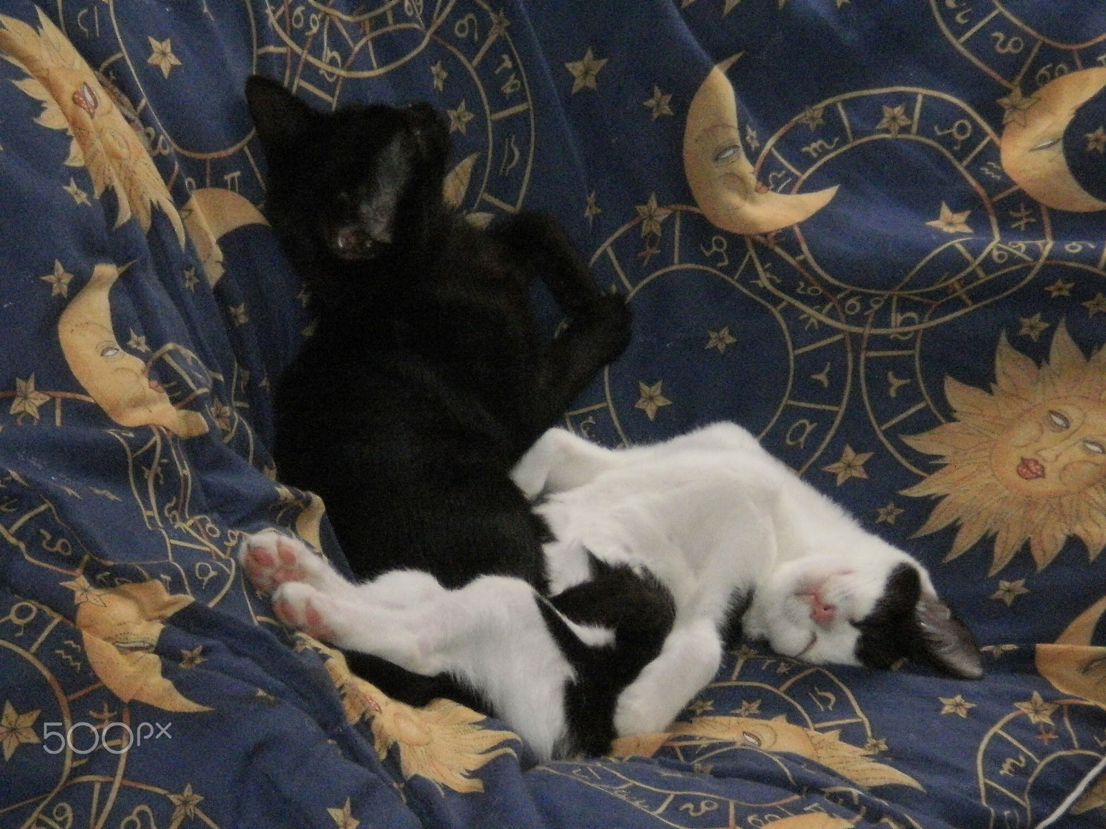 Olympus FE26,X21 sample photo. Cats sleeping photography